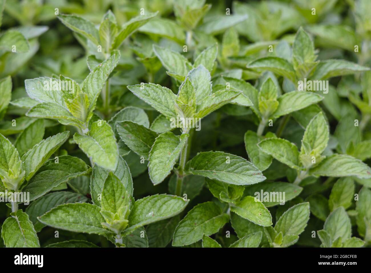 Mentha plant - Mint, variety called Hilarys Sweet Lemon Stock Photo