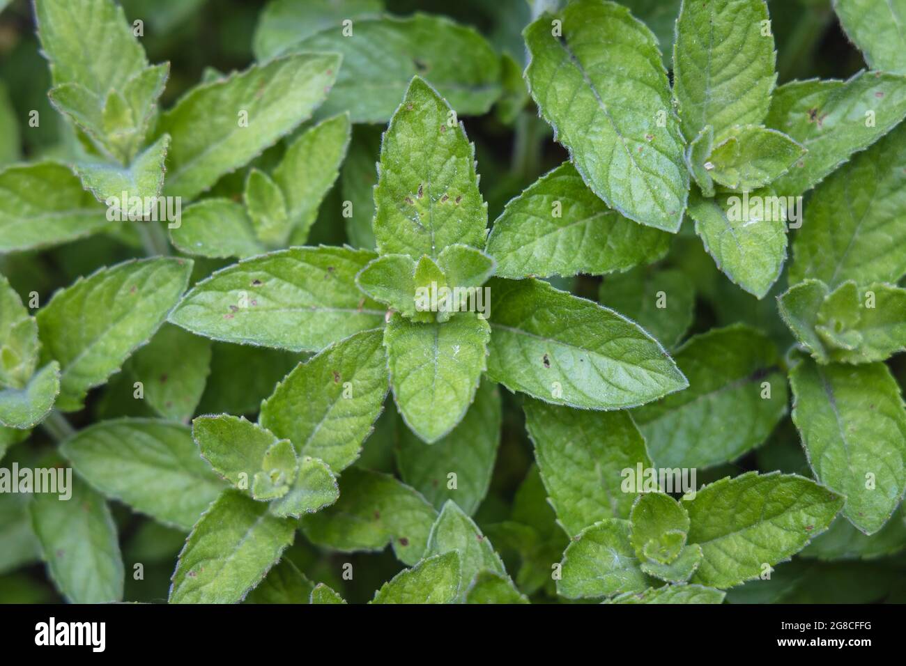 Mentha plant - Mint, variety called Hilarys Sweet Lemon Stock Photo