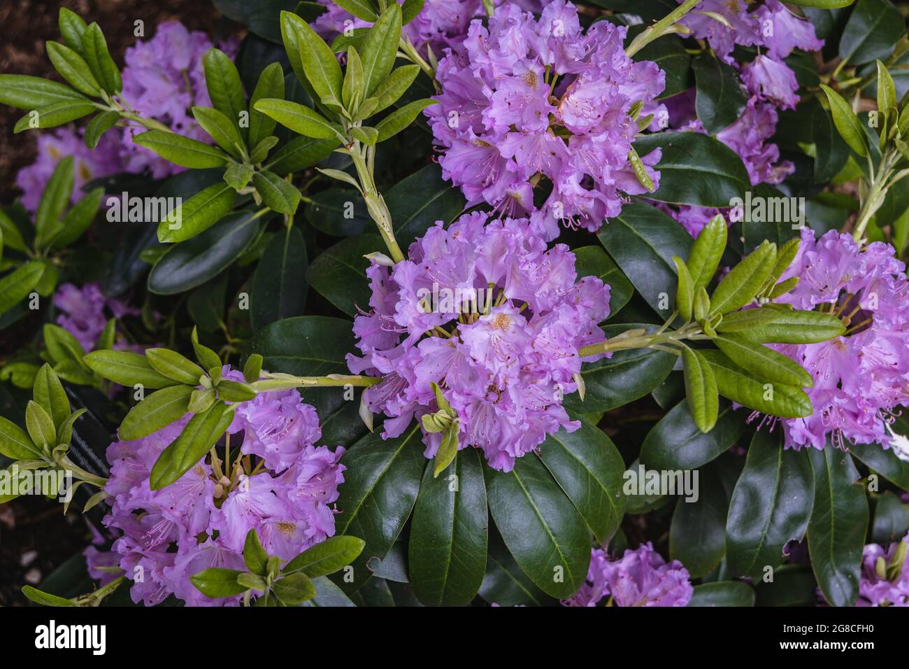 Rhododendron flowers in the garden, variety callled Cunninghams White Stock Photo