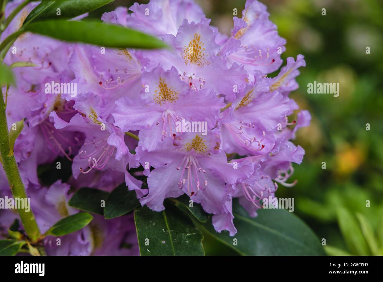 Rhododendron flowers in the garden, variety callled Cunninghams White Stock Photo