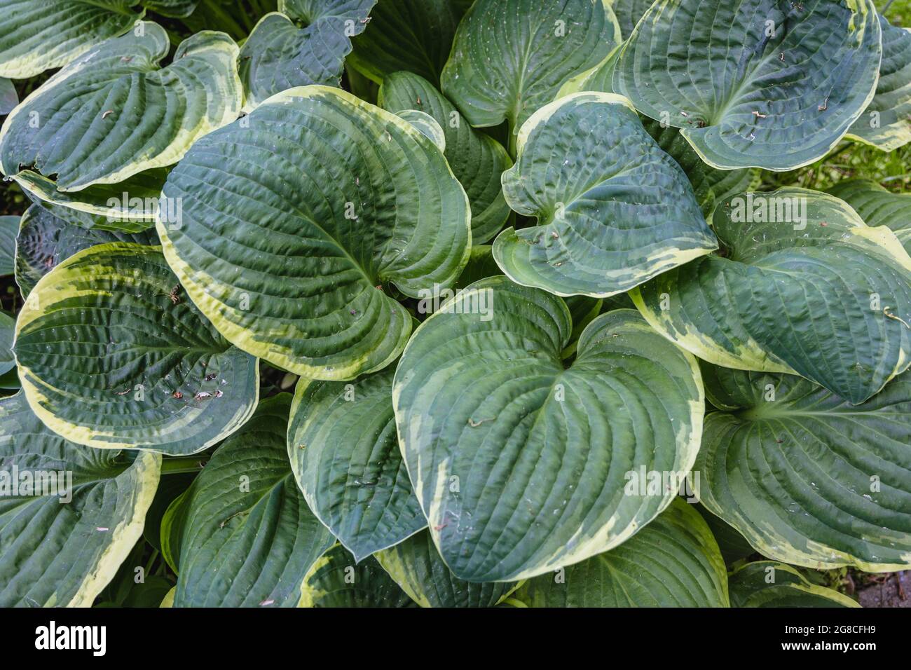 Hosta - Funkia plant in garden, variety Halcyon Stock Photo - Alamy