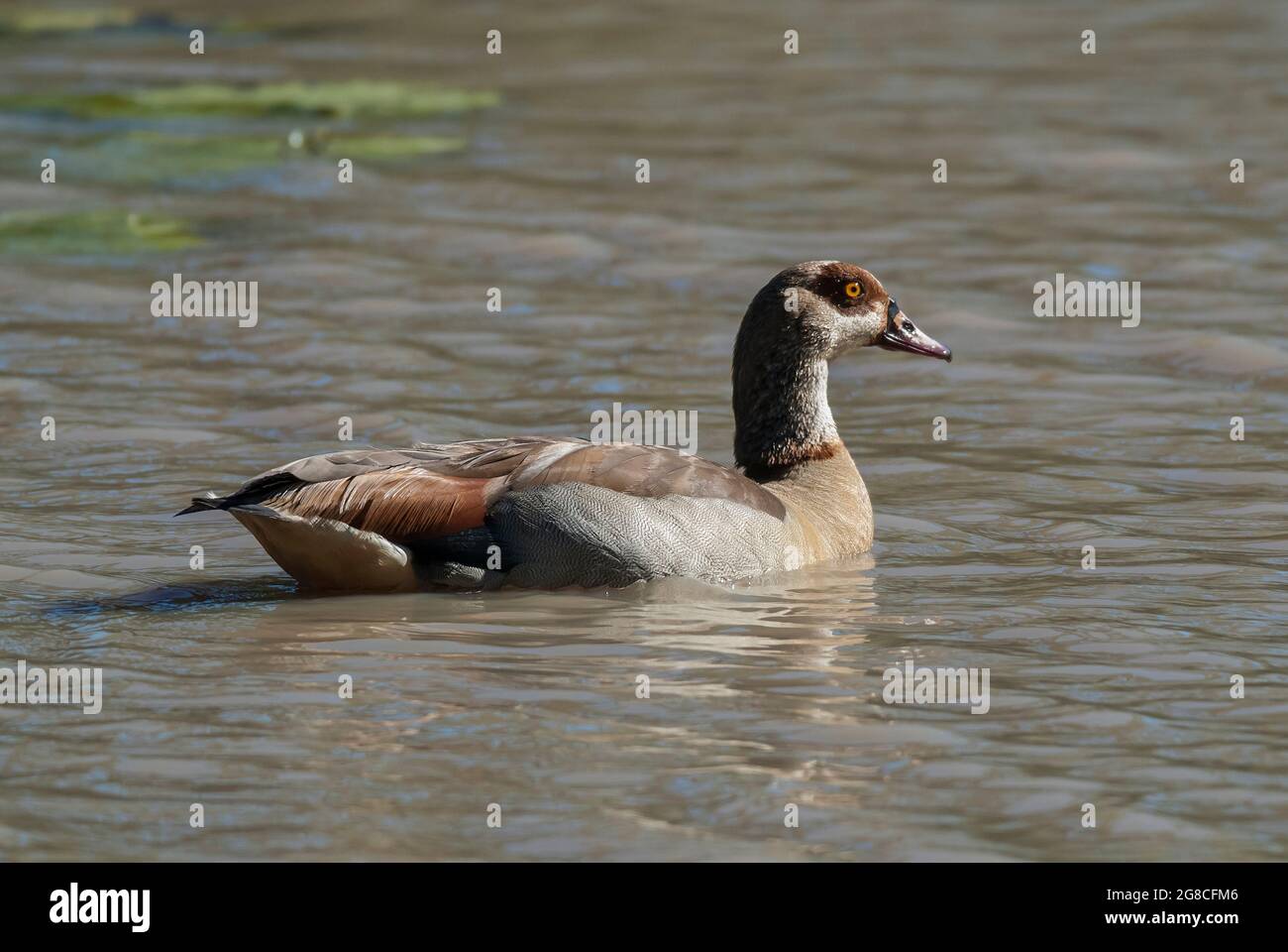 Egyptian Goose , Alopochen aegyptiaca , in wetland environment, Kruger National Park, South Africa. Stock Photo