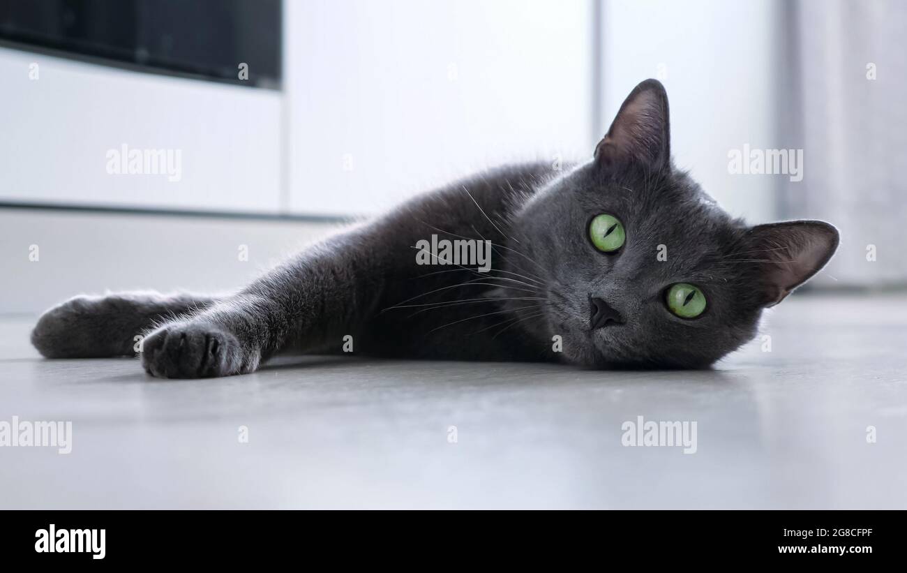 Bulging eye cat hires stock photography and images Alamy