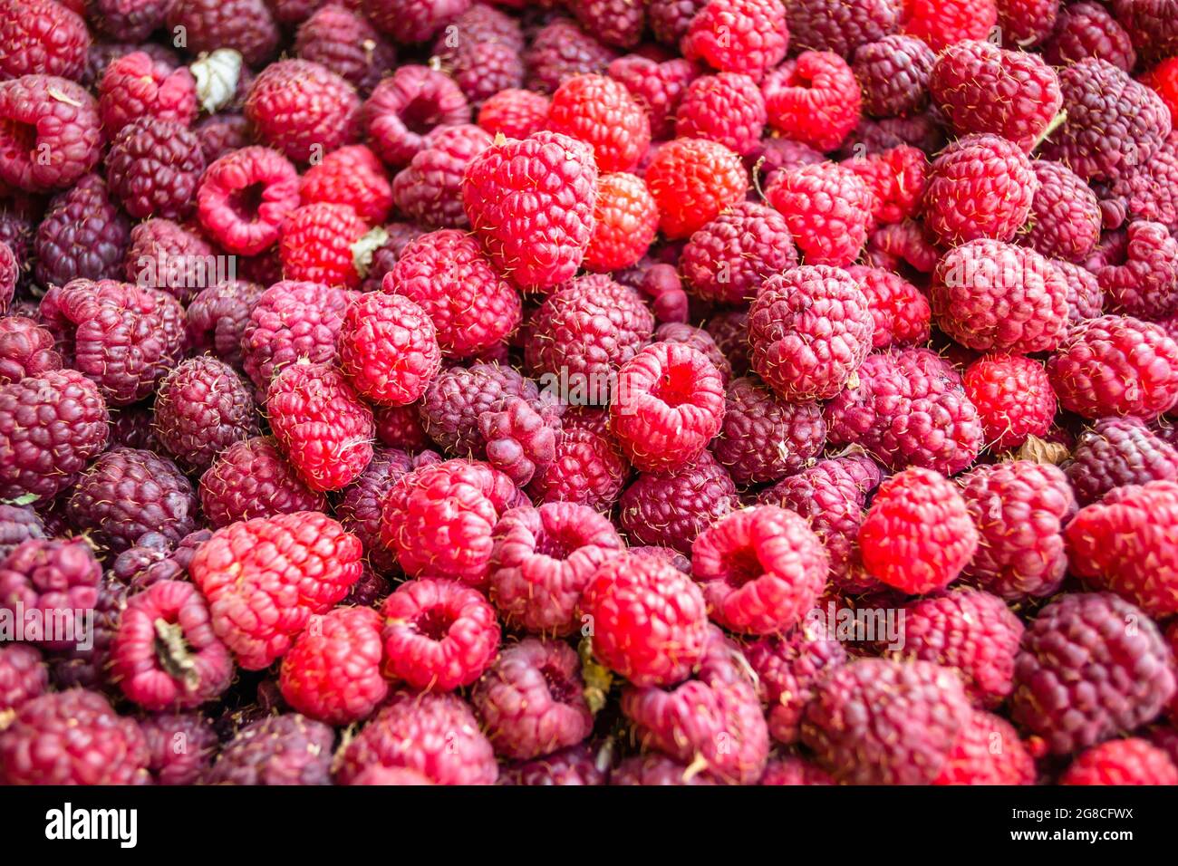 Harvested Raspberry Harvested, red, ripe raspberry fruits, on a plantation - background ...