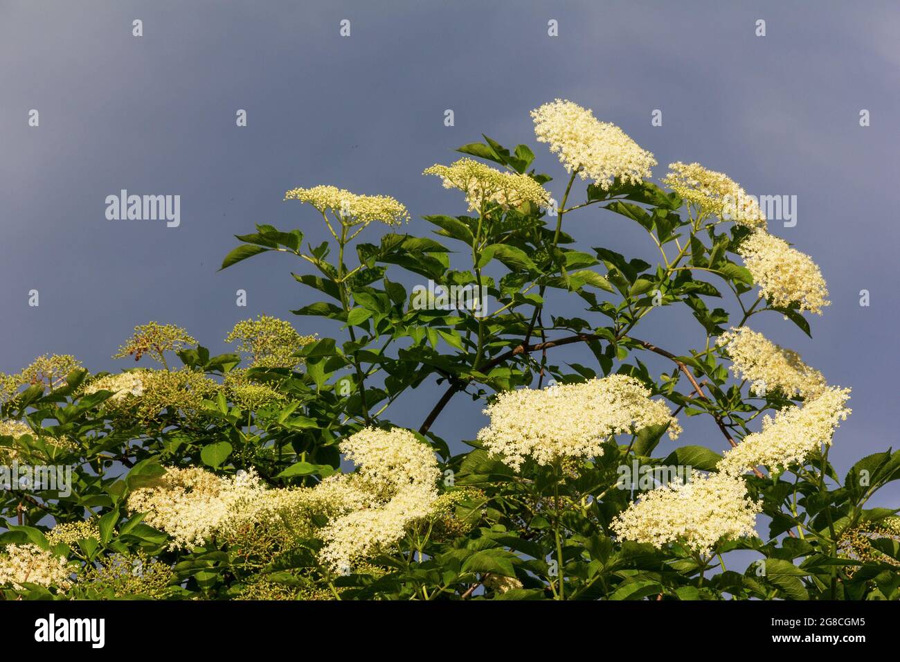 a large flowering elderberry tree against a cloudy sky Stock Photo