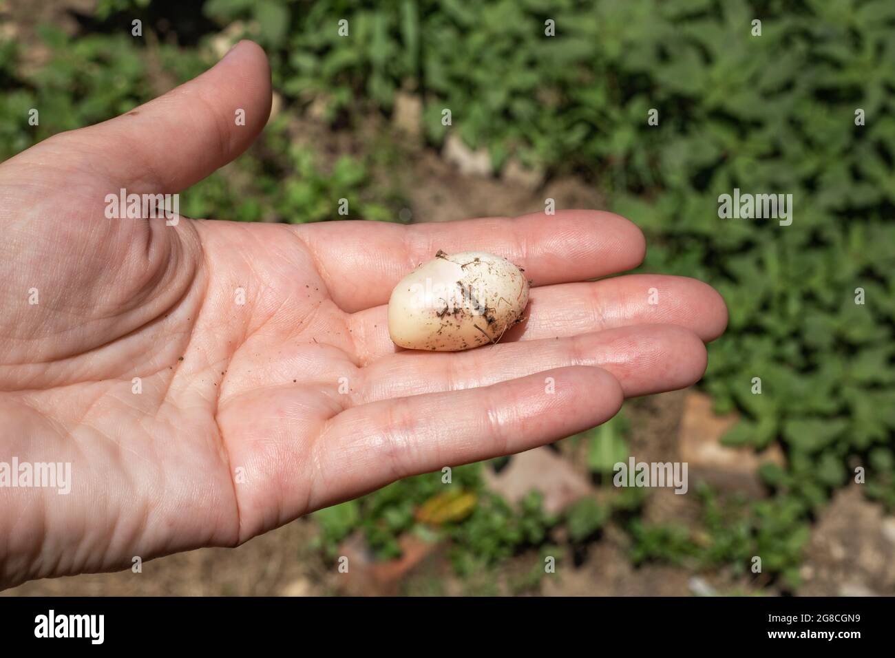 Rattlesnake Eggs Hatching