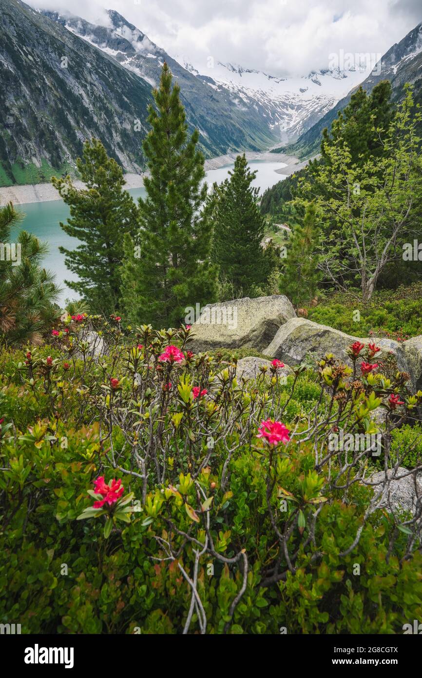 Alpenrose flowes with Schlegeis Stausee lake in background. Travel tourism hiking concept. Zillertal, Austria, Europe Stock Photo