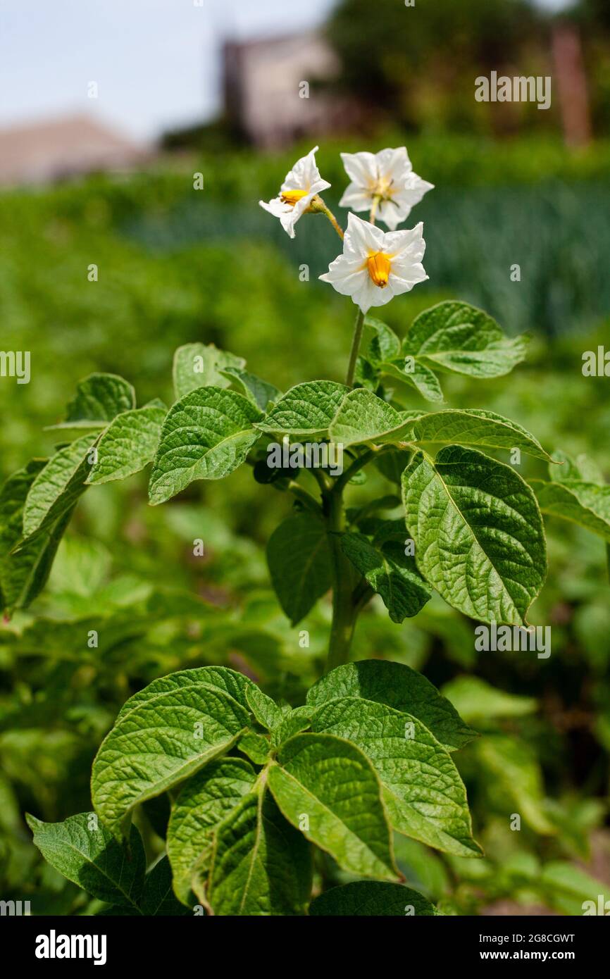A picture of flowers of new potatoes is in a vegetable garden. Potato flower on green agricultural field. Harvest year growing food. Stock Photo