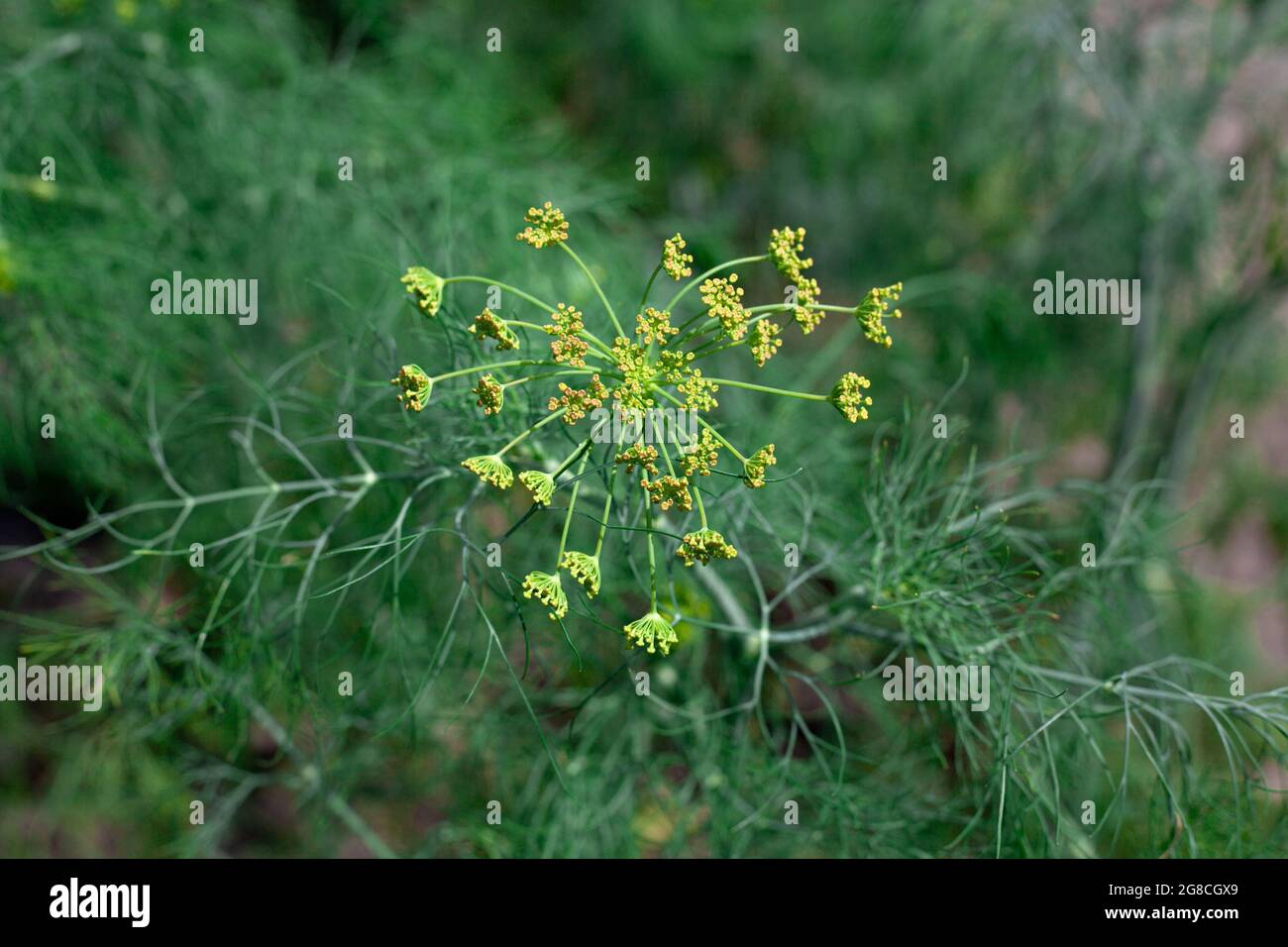 Flower of green dill fennel. Green background with flowers of dill in