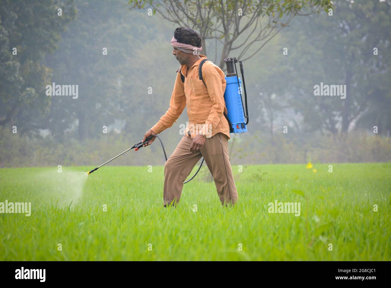 Indian farmer spraying fertilizer in his wheat field Stock Photo Alamy