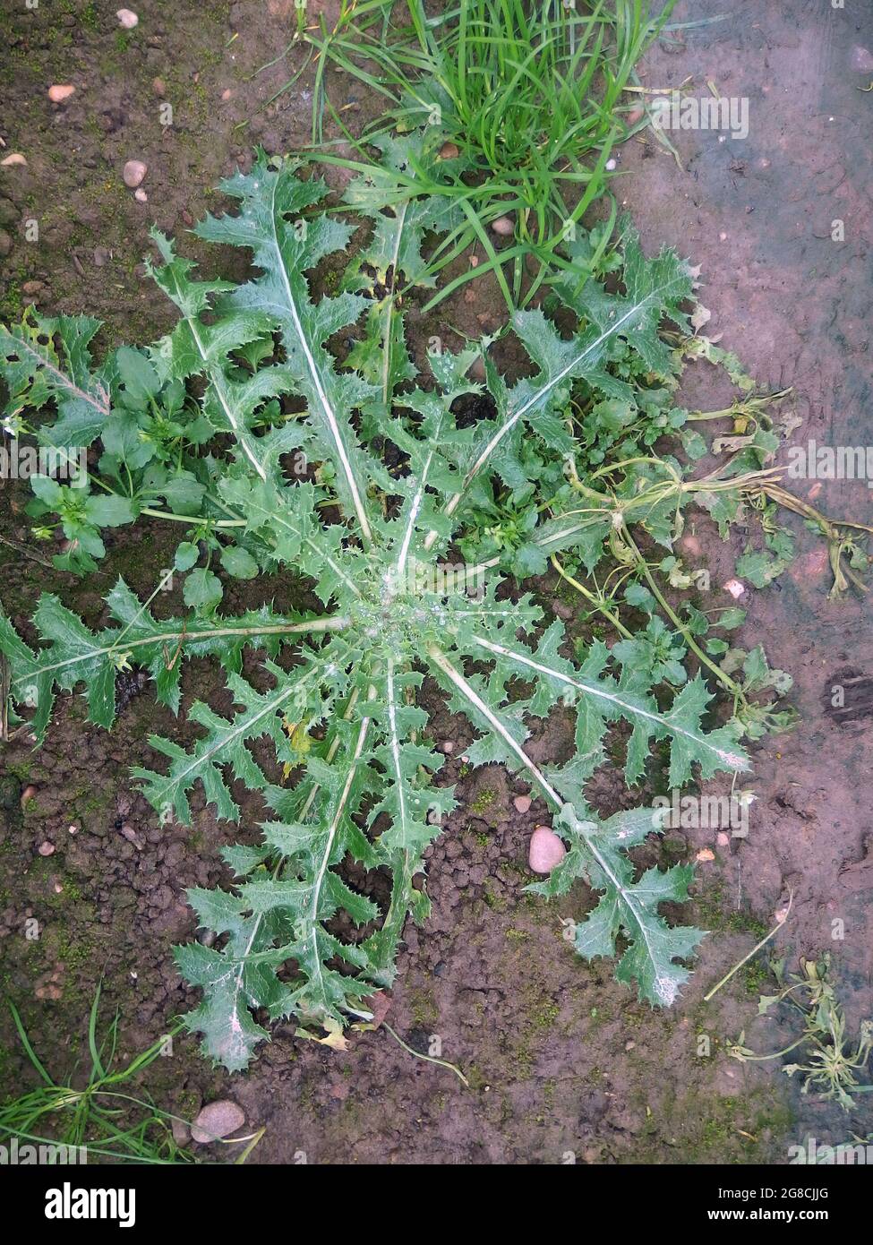 Leaves of a weed spread out in a farm field Berkswell Warwickshire Stock Photo
