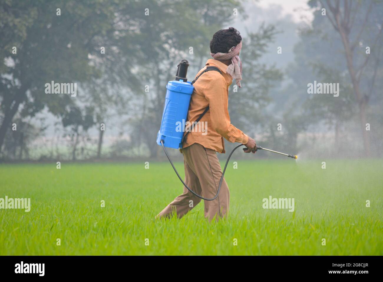 Indian farmer spraying fertilizer in his wheat field Stock Photo - Alamy