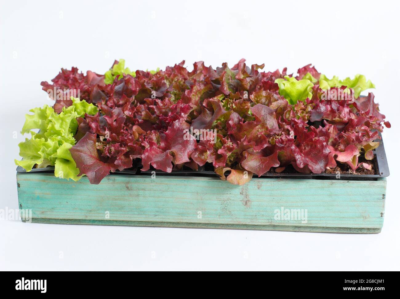 Lettuce seedlings - Lactuca sativa 'Lollo Rossa' - in tray isolated on white background. Stock Photo