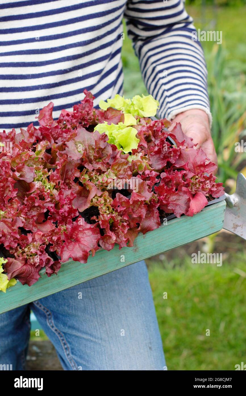 Growing letttuce. Planting out lettuce seedlings - Lactuca sativa 'Lollo Rossa', a cut and come again classic. Stock Photo
