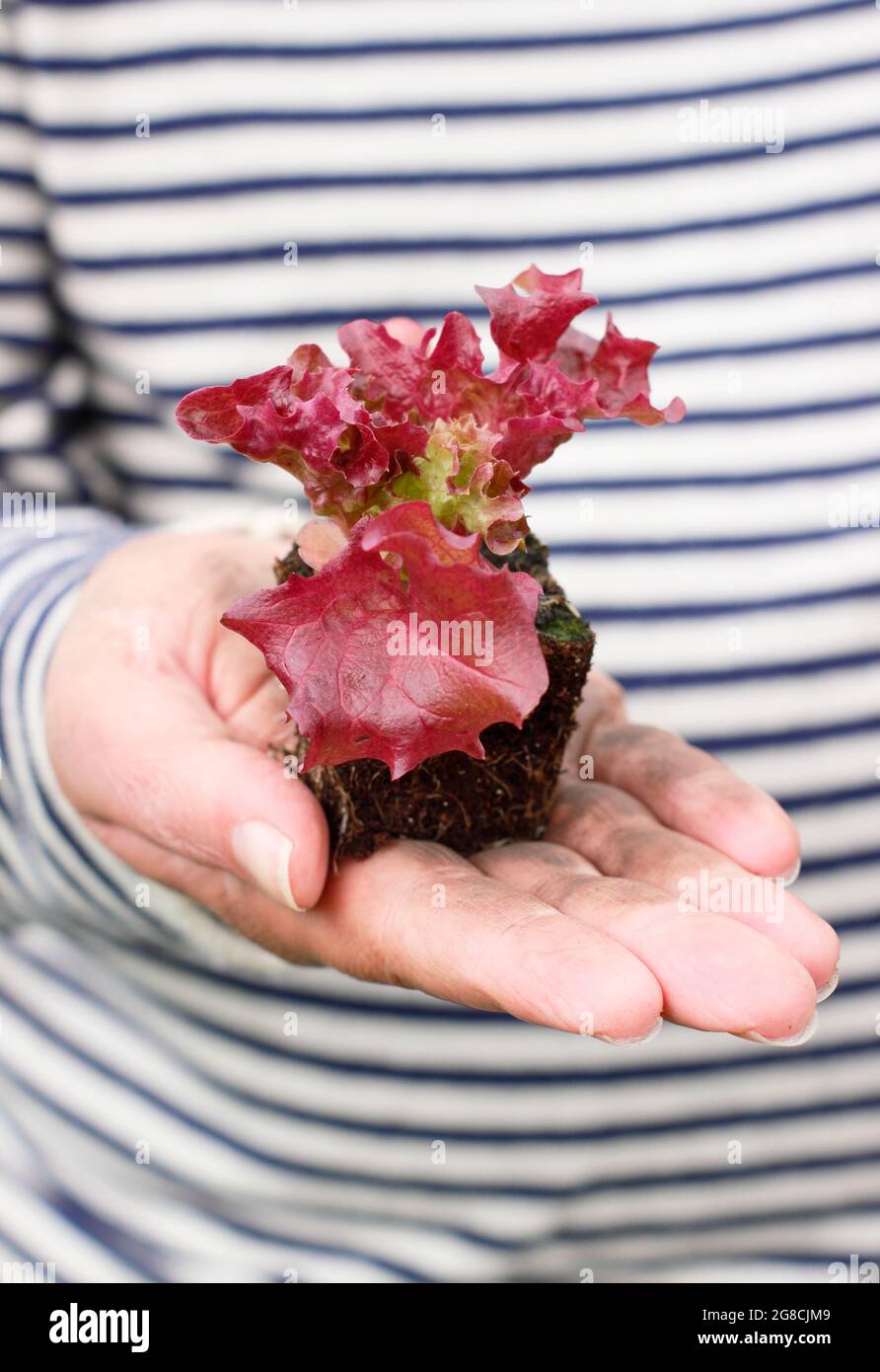 Planting out lettuce seedlings - Lactuca sativa 'Lollo Rossa', a cut and come again classic. Stock Photo