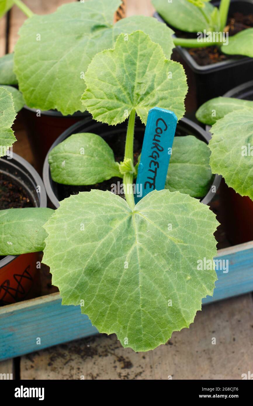 Courgette seedlings. Courgette plants Cucurbita pepo 'Defender' in