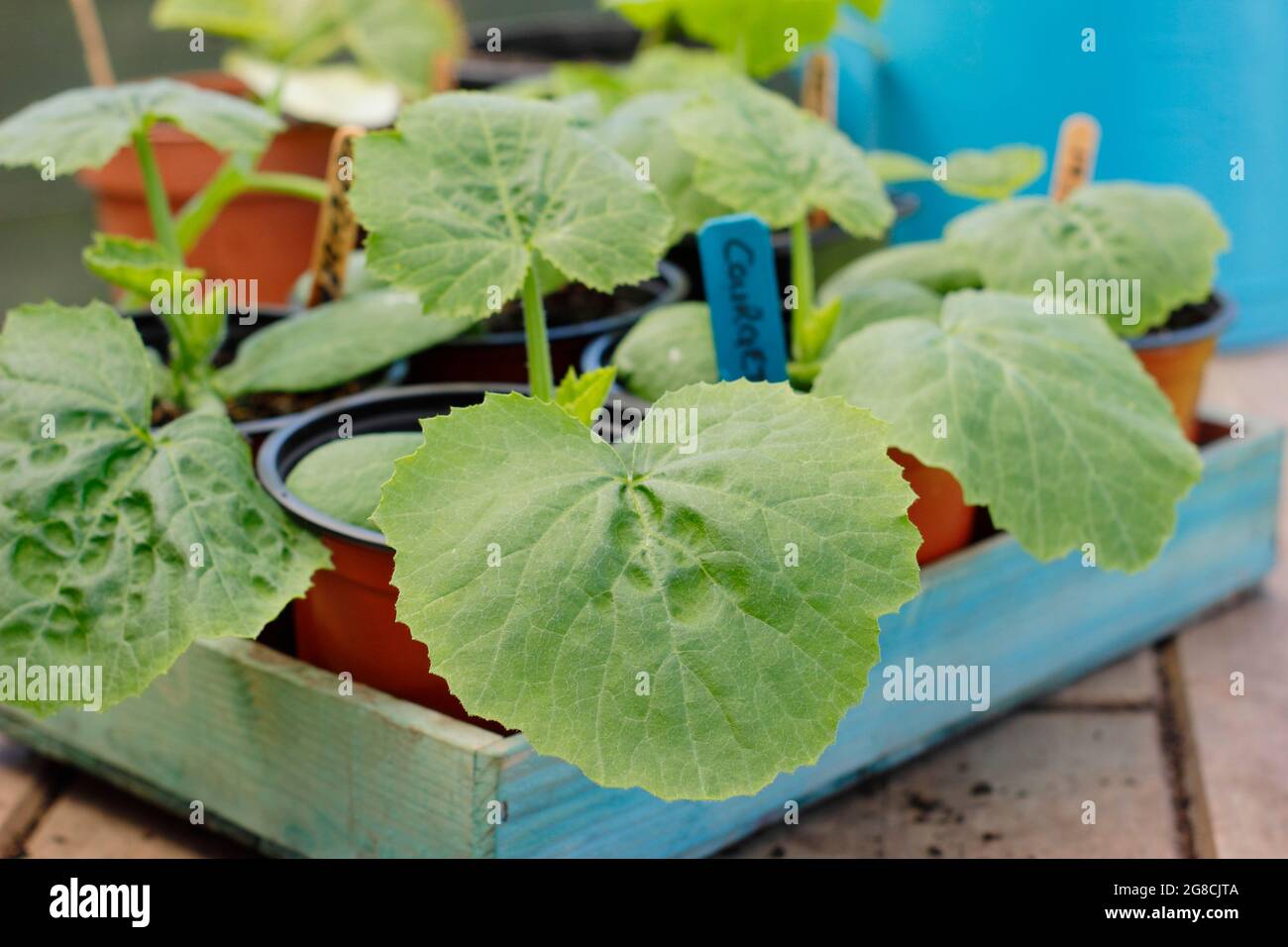 Courgette seedlings. Courgette plants - Cucurbita pepo 'Defender' in pots, ready for planting out. UK Stock Photo