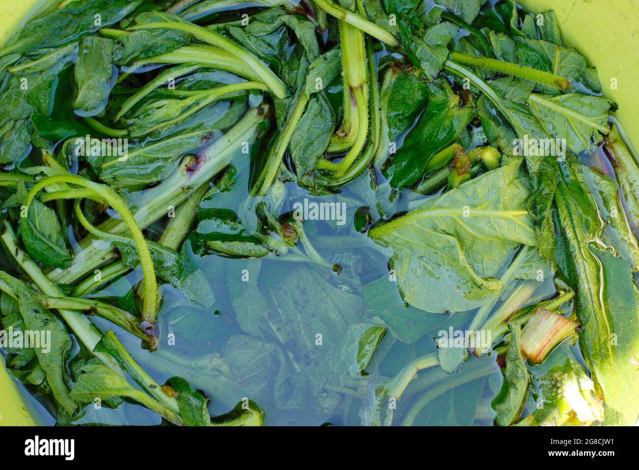 Making comfrey feed for plants. Comfrey leaves Symphytum officinale