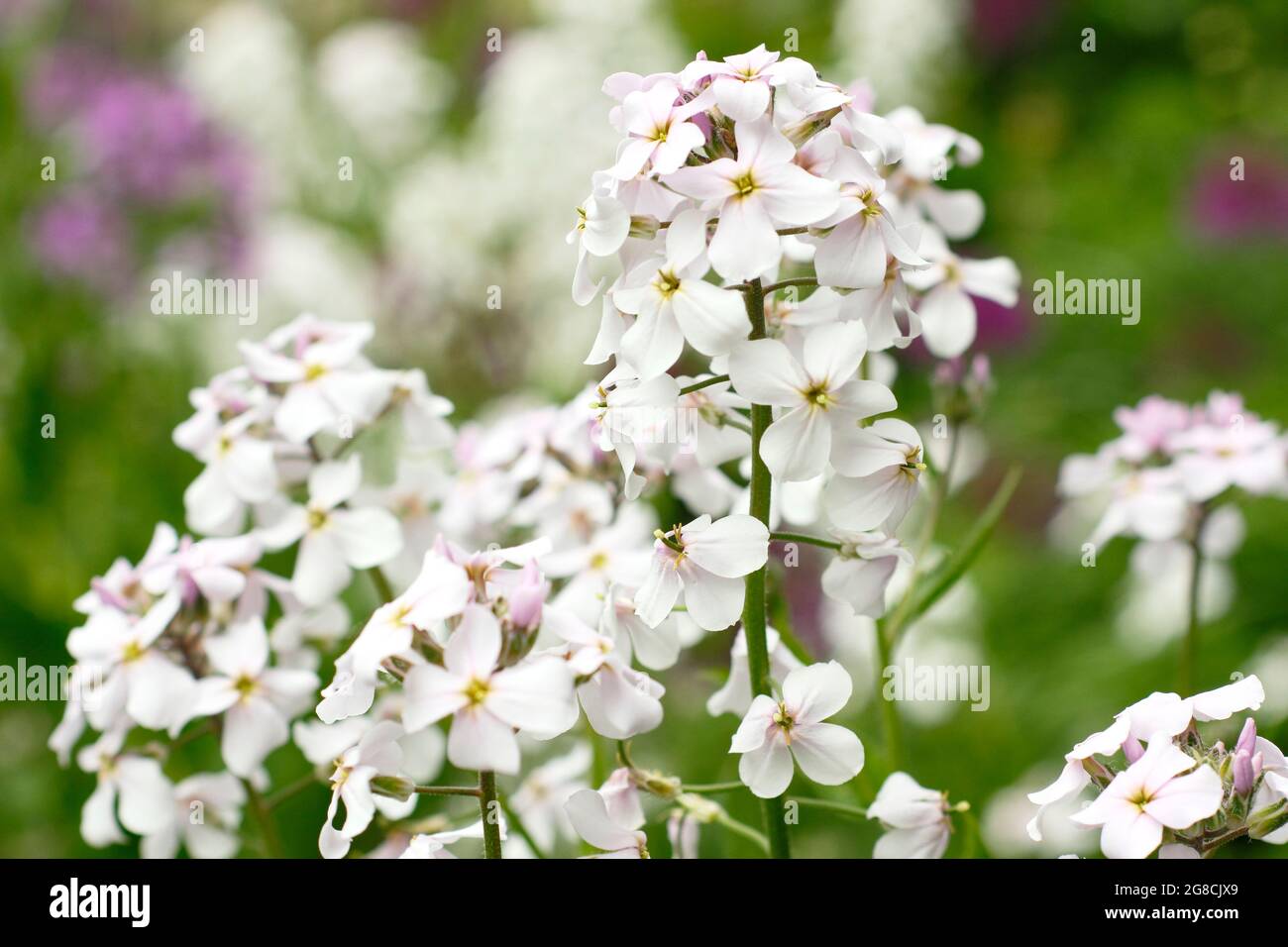 Tall white flowers of Phlox paniculata 'White Admiral' herbaceous perennial in summer. UK Stock Photo