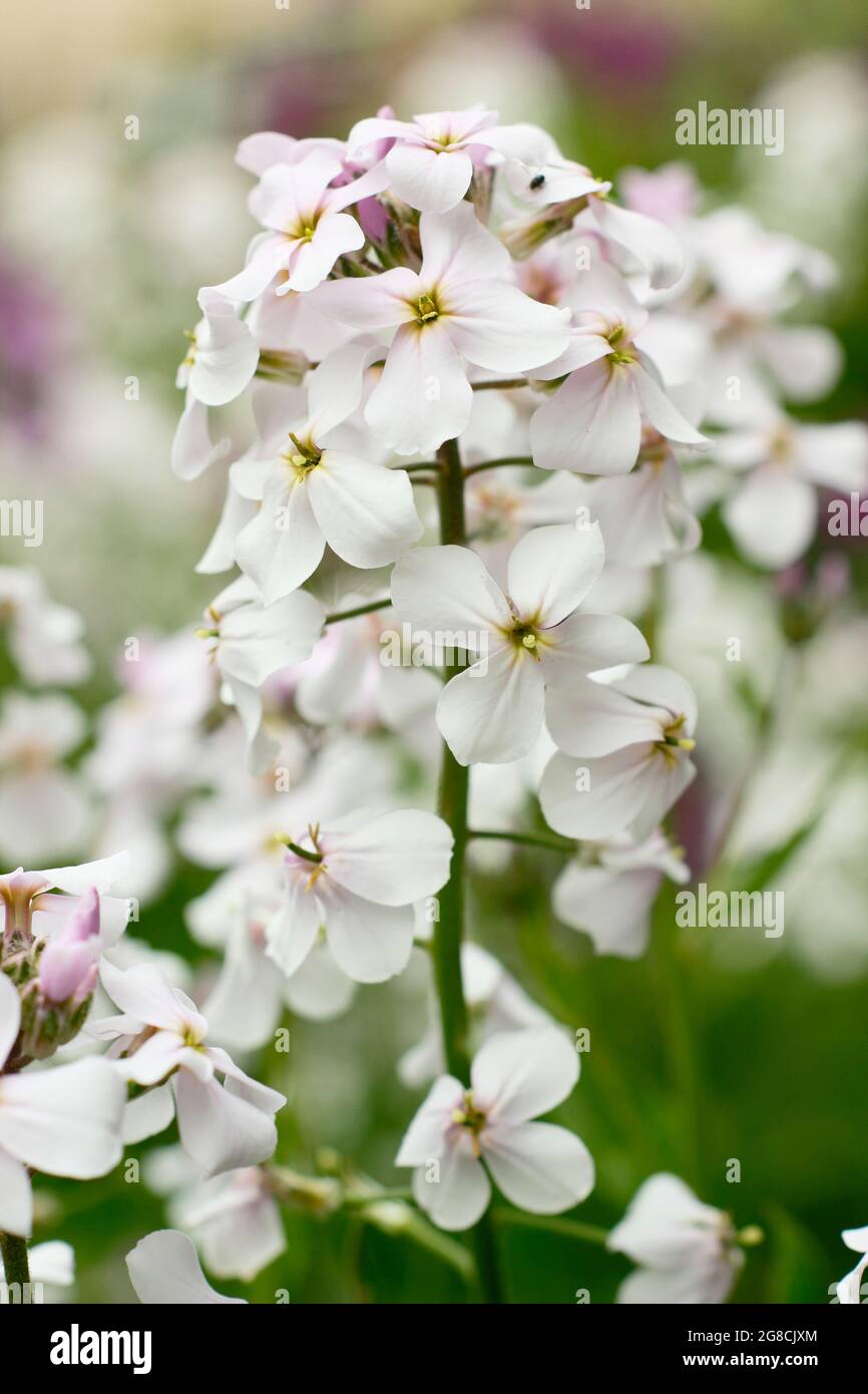 Tall white flowers of Phlox paniculata 'White Admiral' herbaceous perennial in summer. UK Stock Photo