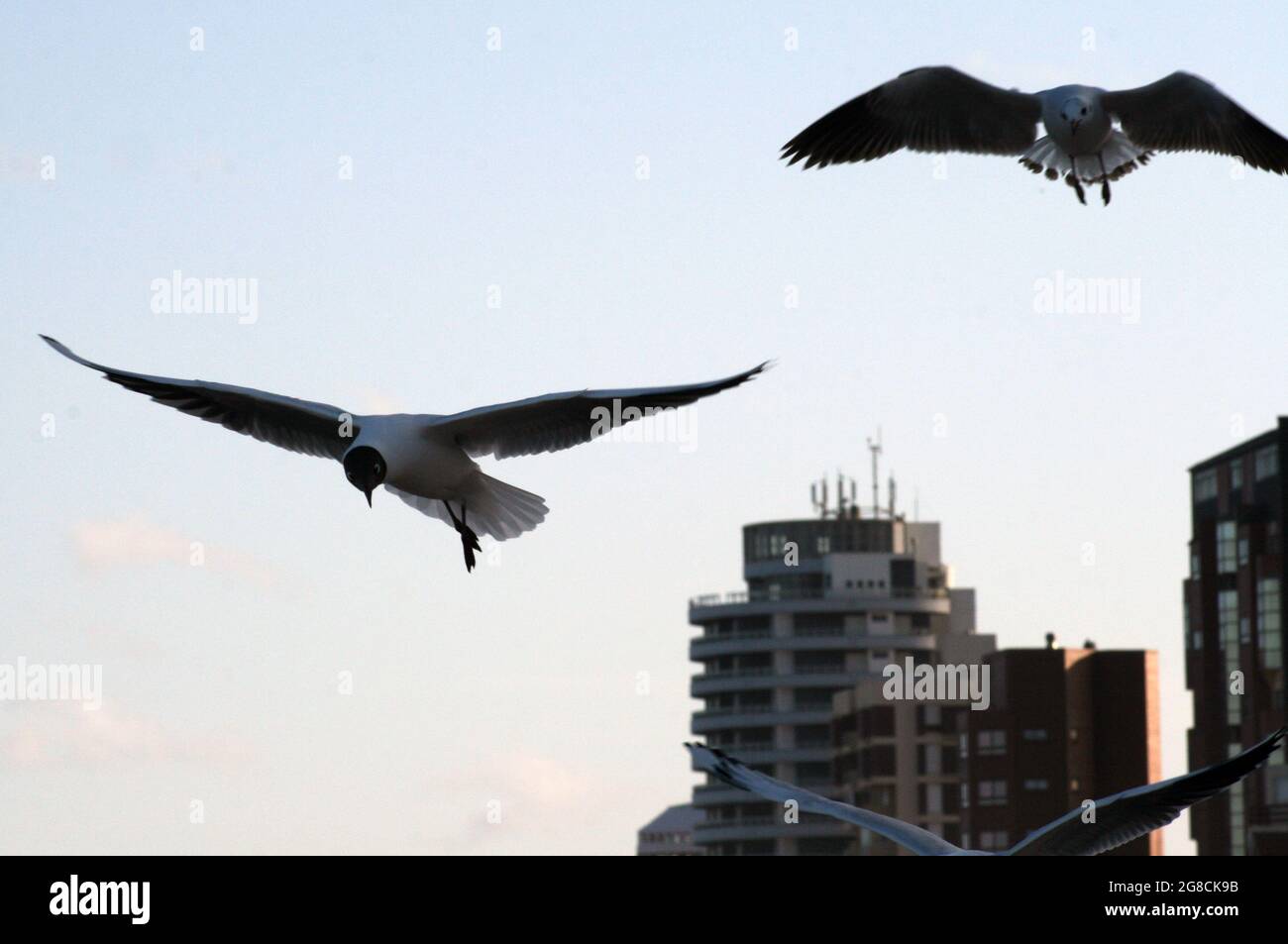 Flock seagulls eating on beach hi-res stock photography and images - Alamy