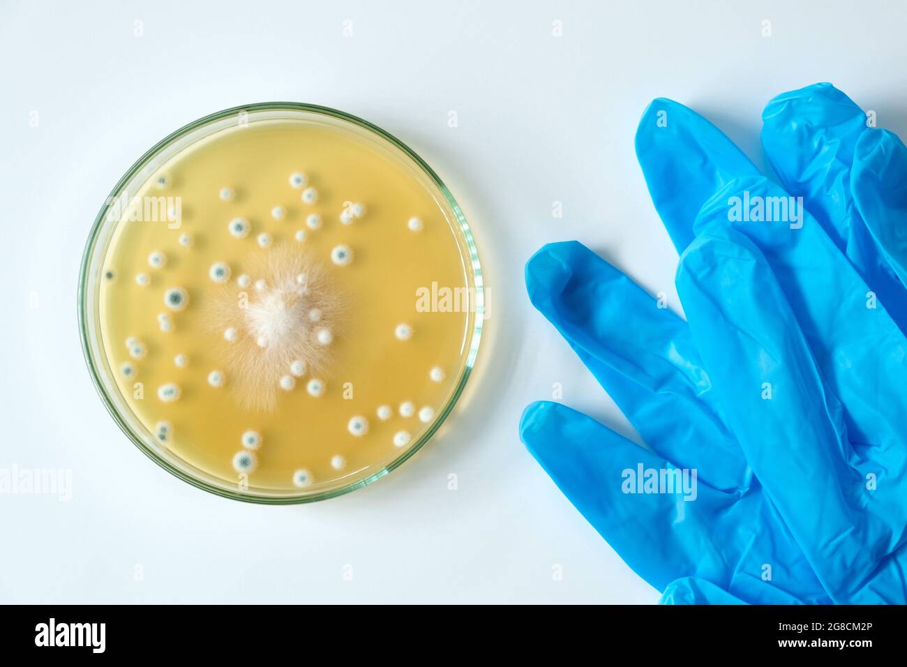 Lack of sterility concept. Petri dish with growing agar fungus ShiiTake