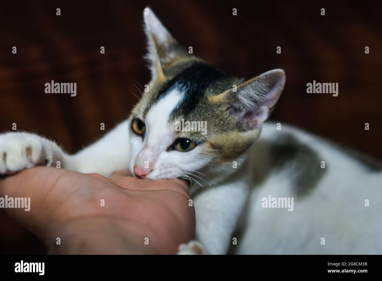 The white cat is biting a human's hand. Beautiful cute cat playing with hand and biting with funny emotions. Stock Photo