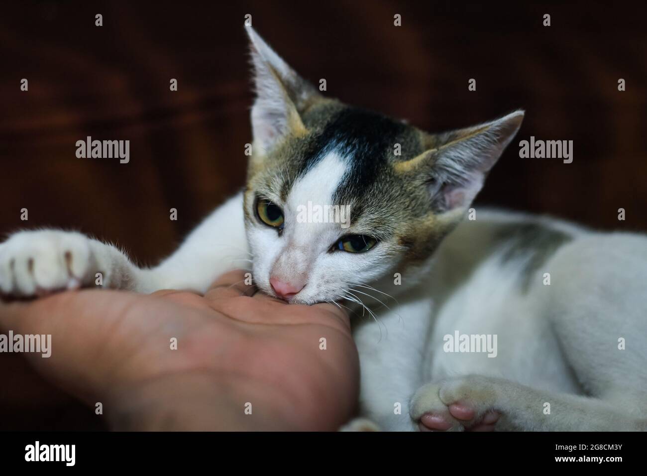 The white cat is biting a human's hand. Beautiful cute cat playing with hand and biting with funny emotions. Stock Photo