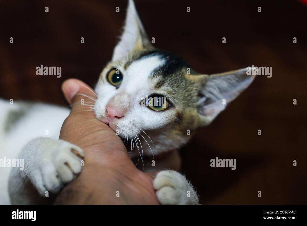 The white cat is biting a human's hand. Beautiful cute cat playing with
