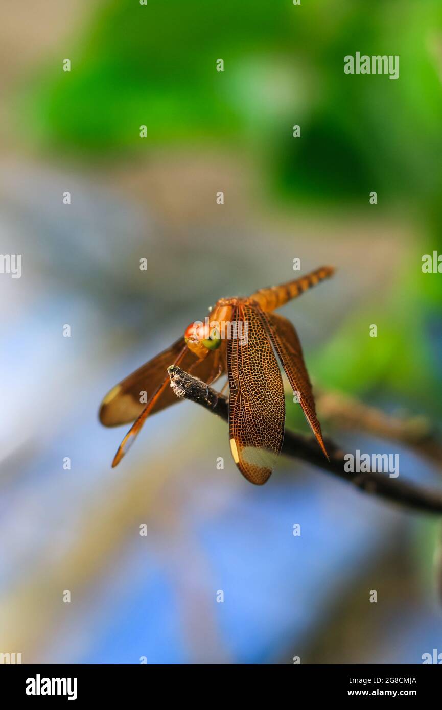 Beautiful nature scene dragonfly. Dragonfly in the nature habitat using as a background or wallpaper.The concept for writing an article. Stock Photo