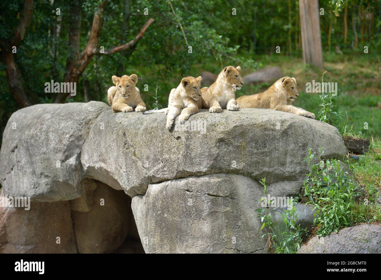 Leipzig, Germany. 05th July, 2021. The four lion cubs Jasira, Juma, Kossi and Kiyan of mother lion Kigali and male lion Majo sit in the outdoor area at Leipzig Zoo and watch the zoo visitors. Credit: Volkmar Heinz/dpa-Zentralbild/ZB/dpa/Alamy Live News Stock Photo
