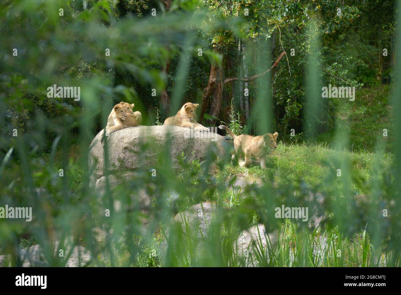 Leipzig, Germany. 05th July, 2021. The four lion cubs Jasira, Juma, Kossi and Kiyan of mother lion Kigali and male lion Majo sit in the outdoor area at Leipzig Zoo and watch the zoo visitors. Credit: Volkmar Heinz/dpa-Zentralbild/ZB/dpa/Alamy Live News Stock Photo