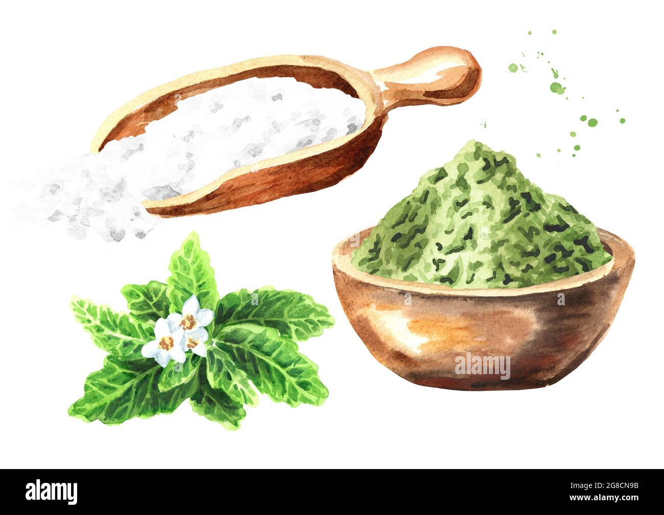 Stevia rebaudiana plant, Natural sweetener, and dry shredded stevia with  powder set. Hand drawn watercolor illustration, isolated on white backgroun  Stock Photo - Alamy
