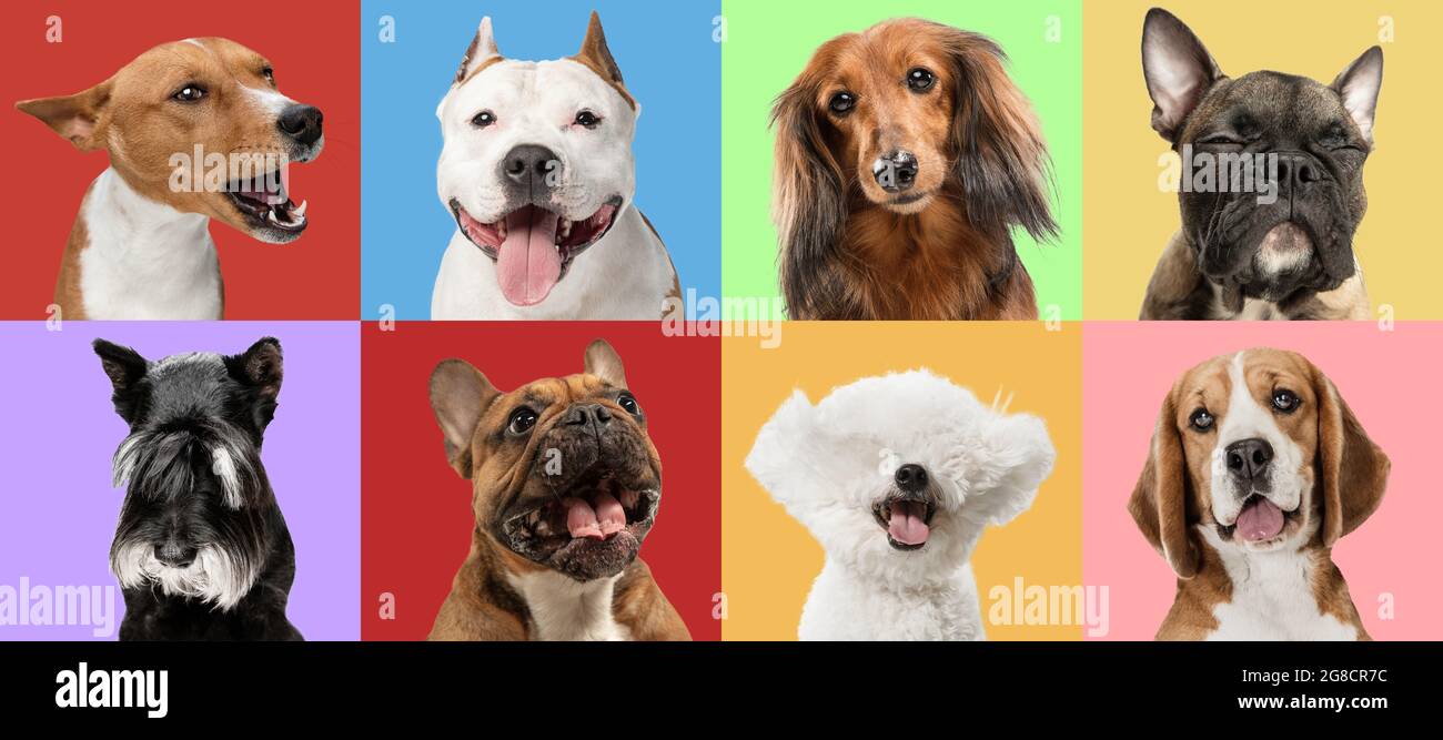 Portraits of many cute smiling purebred dogs, big and small, isolated