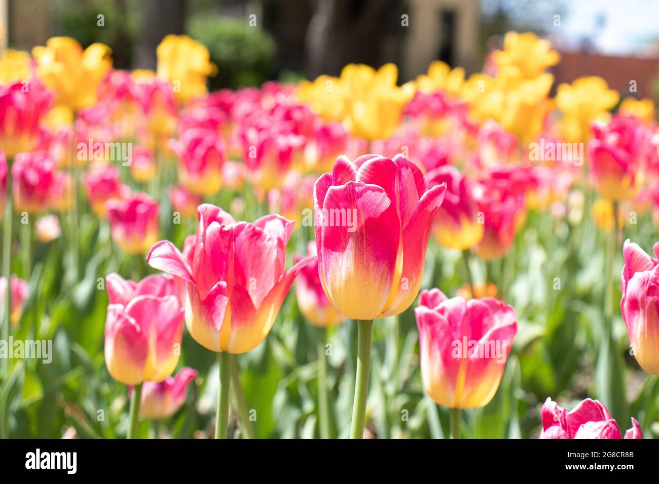 The Best Spring Flowers Stock Photo Alamy