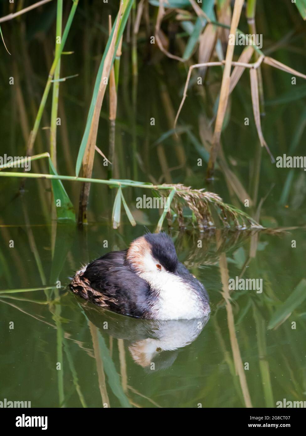 Great crested grebe, Podiceps cristatus, adult floating and perching in reed at water side, Netherlands Stock Photo