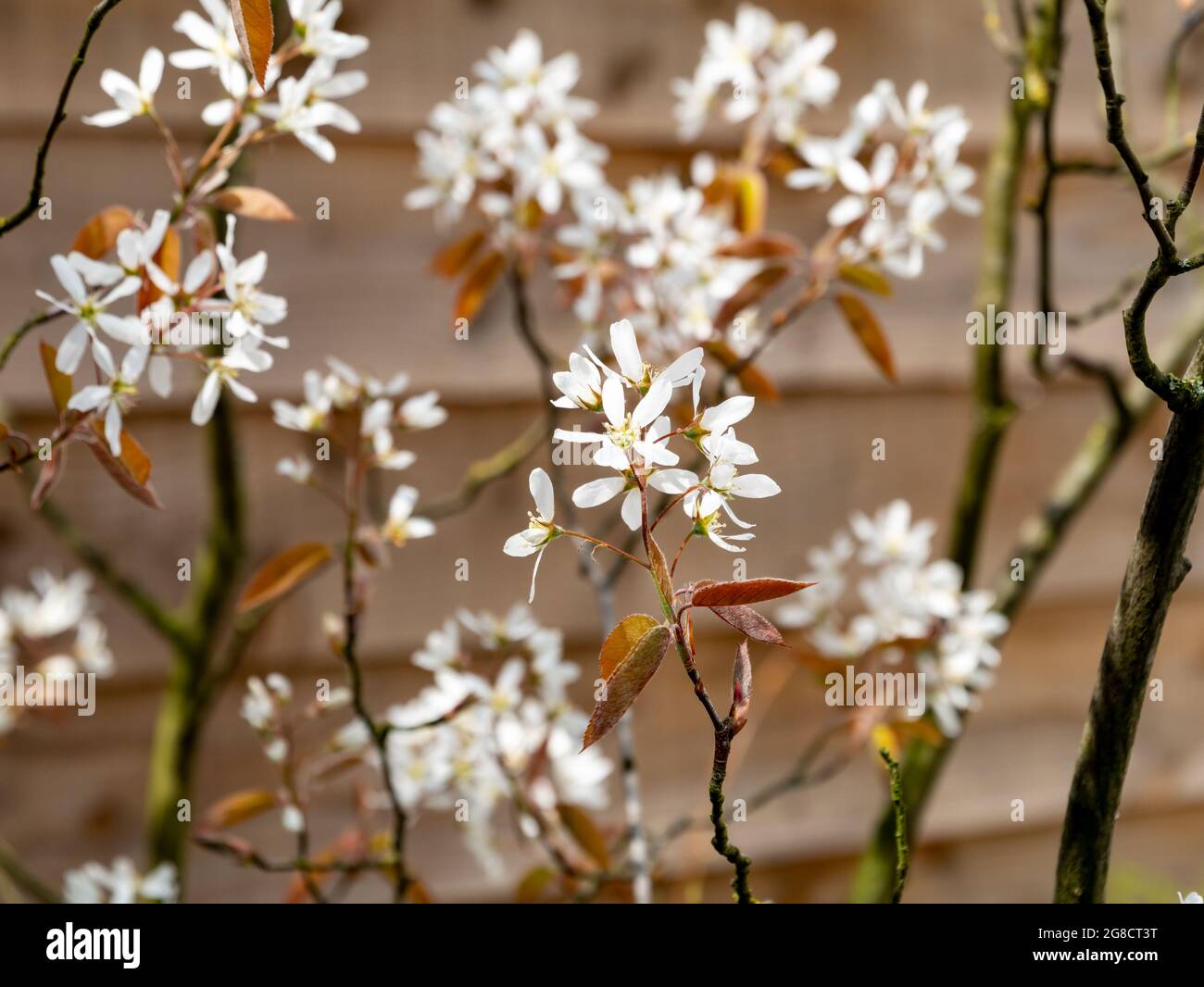 Juneberry or snowy mespilus, Amelanchier lamarkii, reddish brown leaves and white flowers in spring, Netherlands Stock Photo