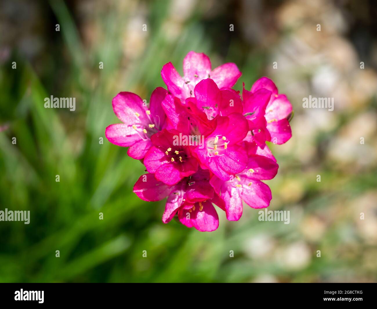 Sea pink or sea thrift, Armeria maritima, close up top view of single deep pink flowerhead in spring, Netherlands Stock Photo