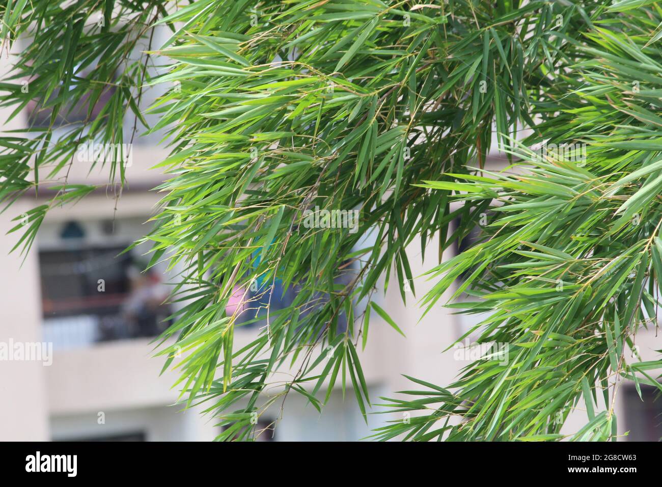 Nature hd photos hi-res stock photography and images - Alamy
