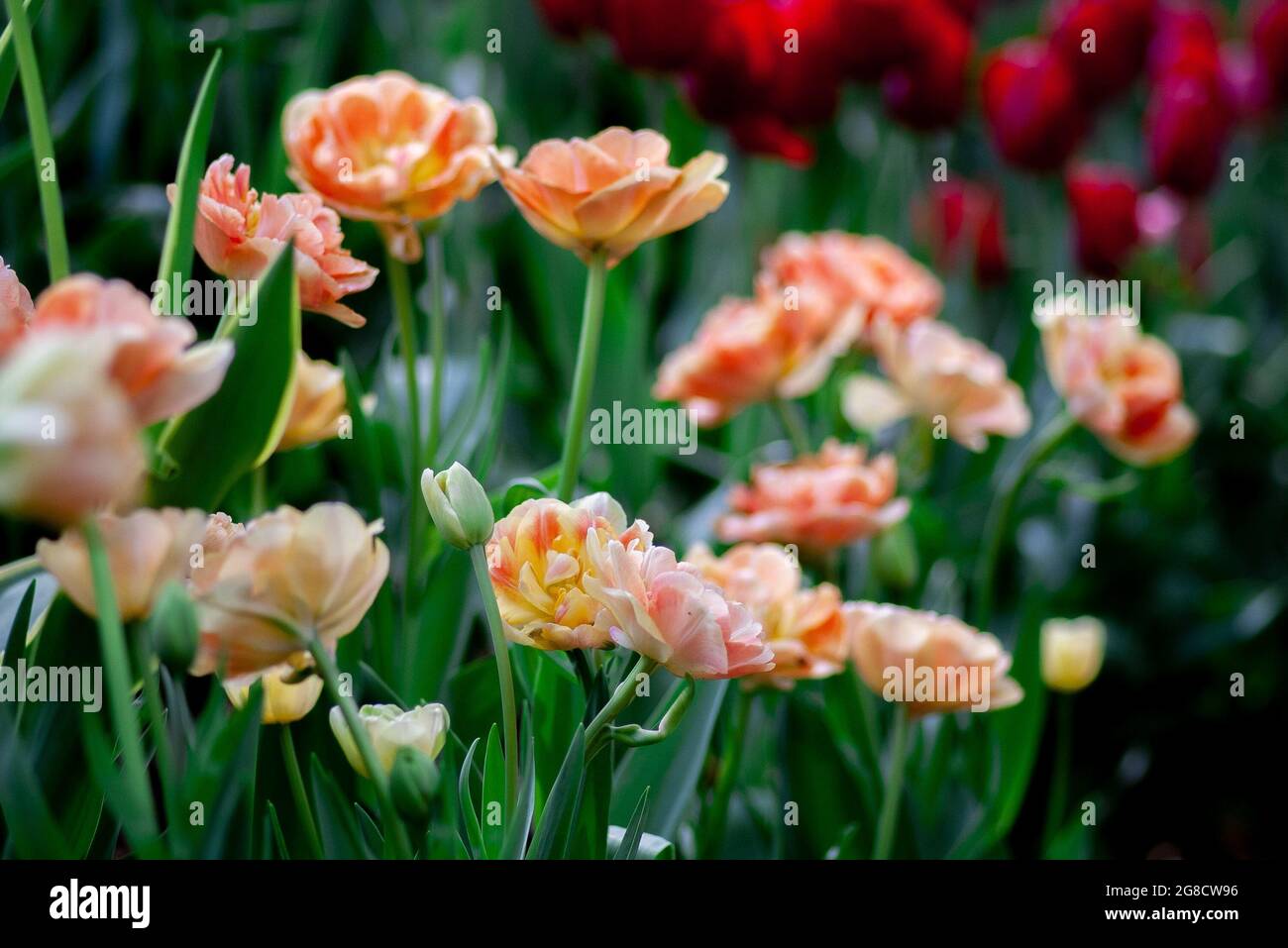 The Best Spring Flowers Stock Photo Alamy