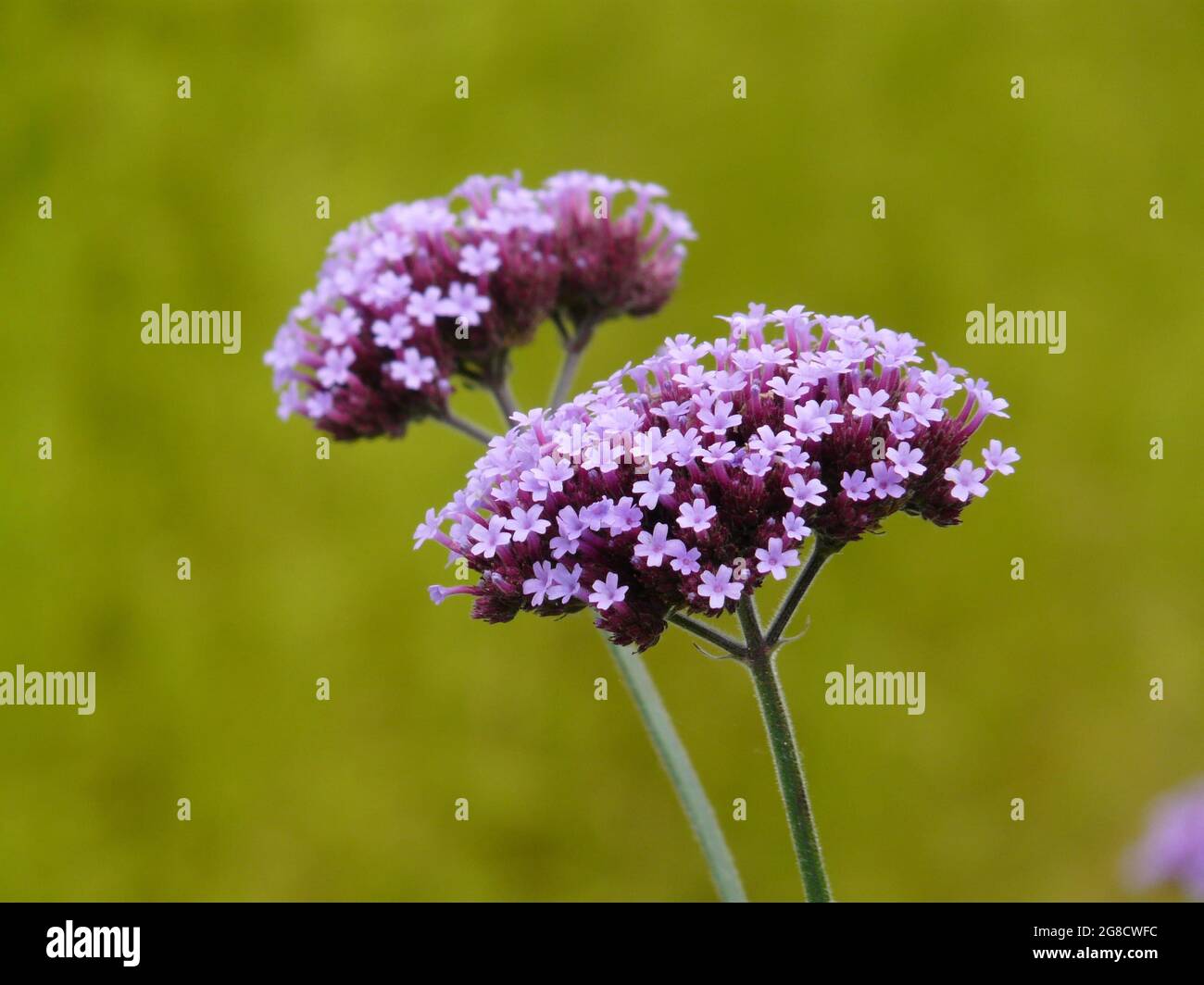 The Best Spring Flowers Stock Photo Alamy
