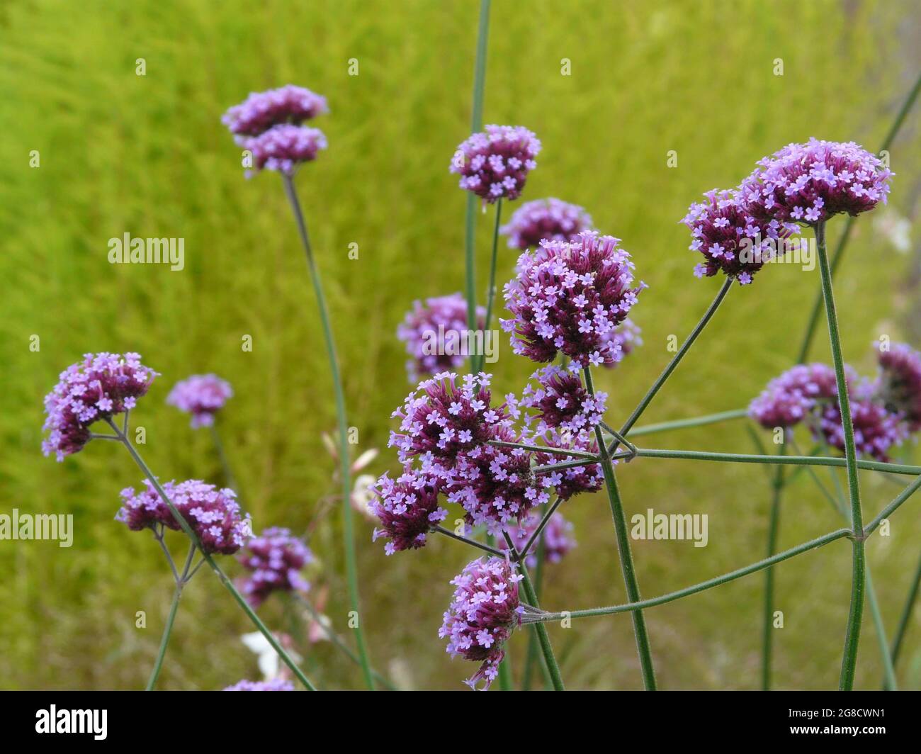The Best Spring Flowers Stock Photo Alamy