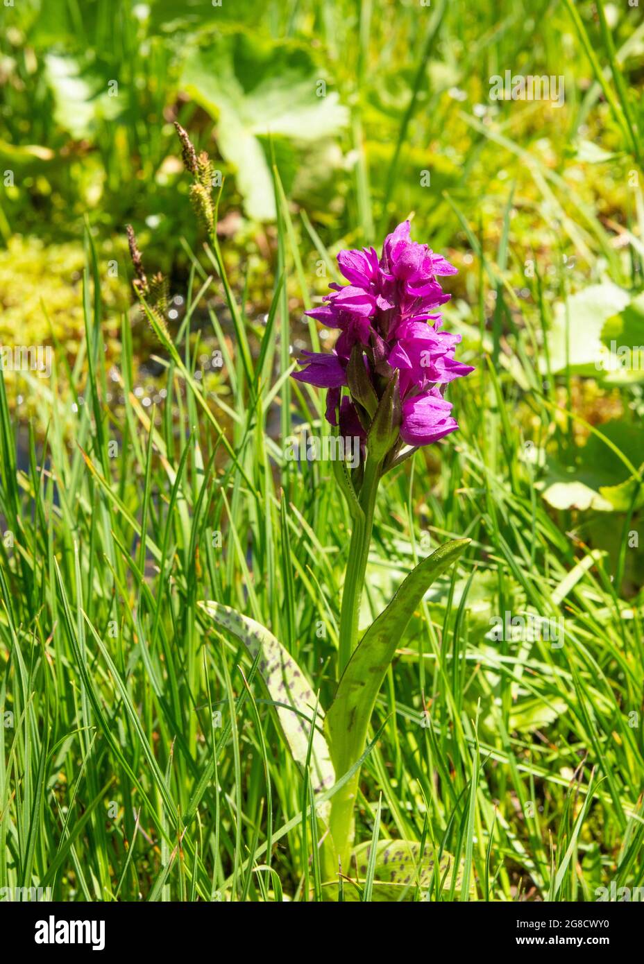 Heart-flowered Marsh-orchid or Dactylorhiza cordigera in natural marsh habitat, Rila Nature Reserve and National Park, Bulgaria, Europe. Stock Photo
