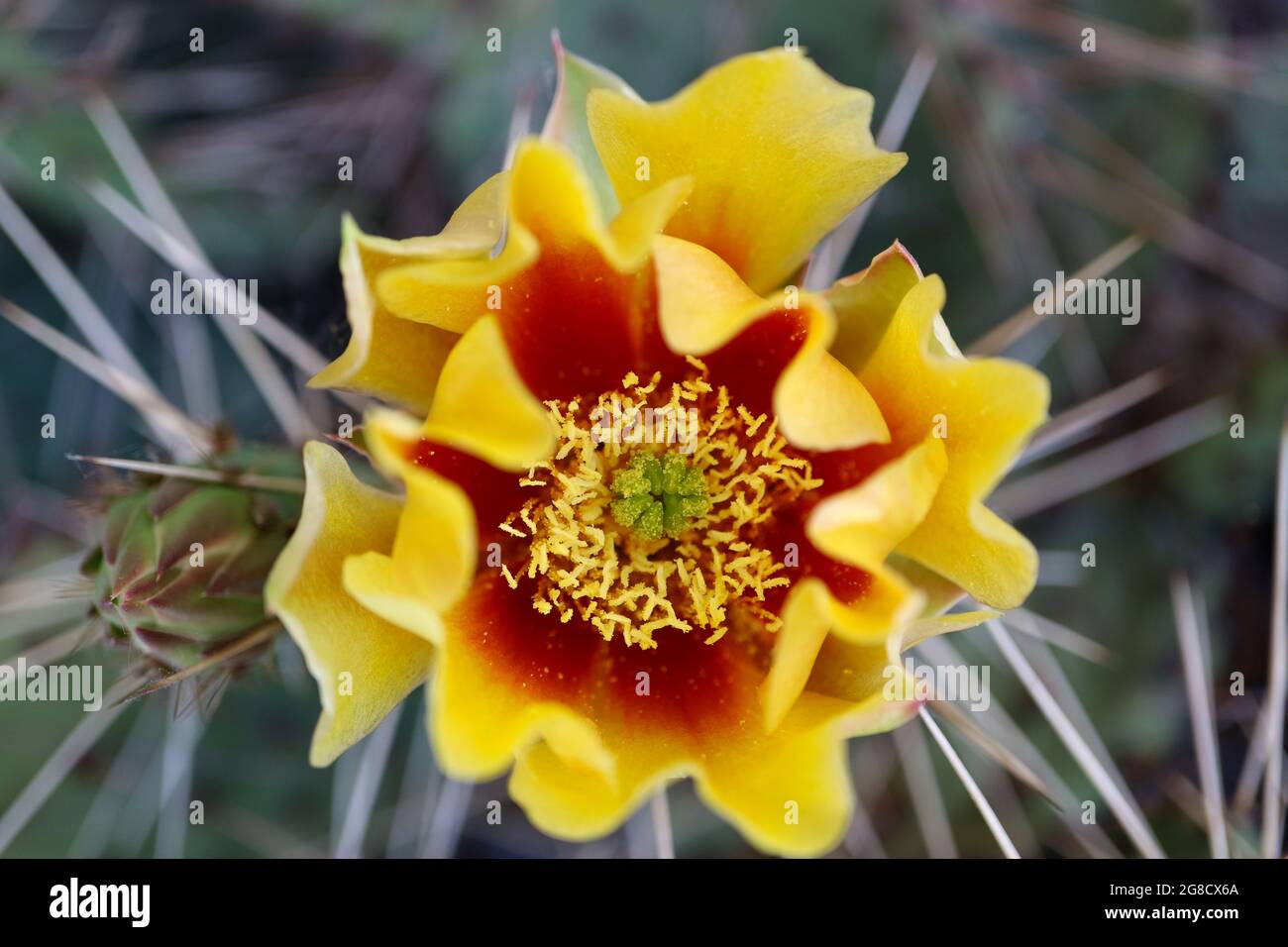 Cactus flower with delicate petals and buds, cactus flower with yellow - red petals and white stamens, cactus with thorns, beauty in nature, floral Stock Photo