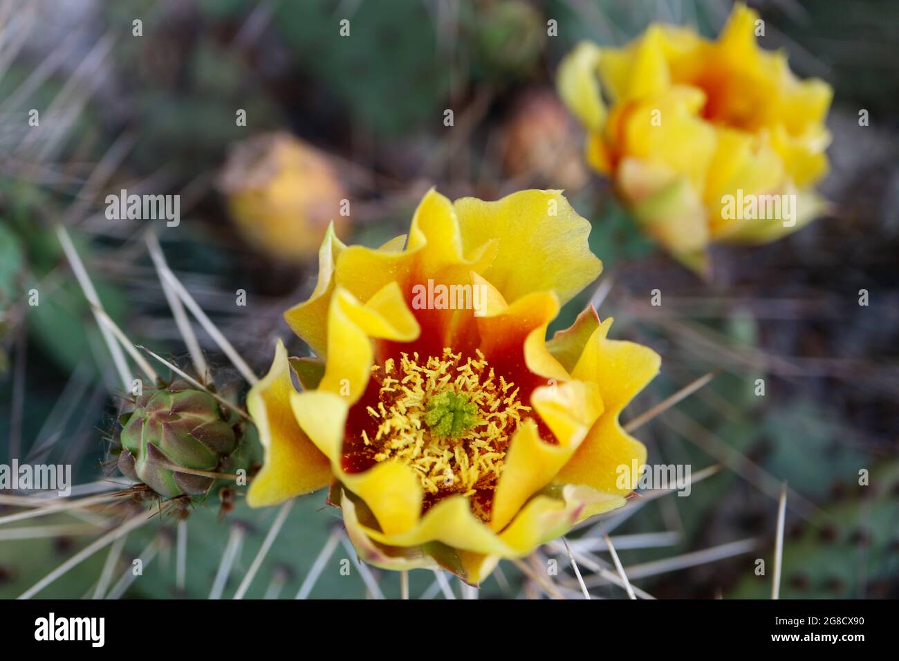 Cactus flower with delicate petals and buds, cactus flower with yellow - red petals and white stamens, cactus with thorns, beauty in nature, floral Stock Photo