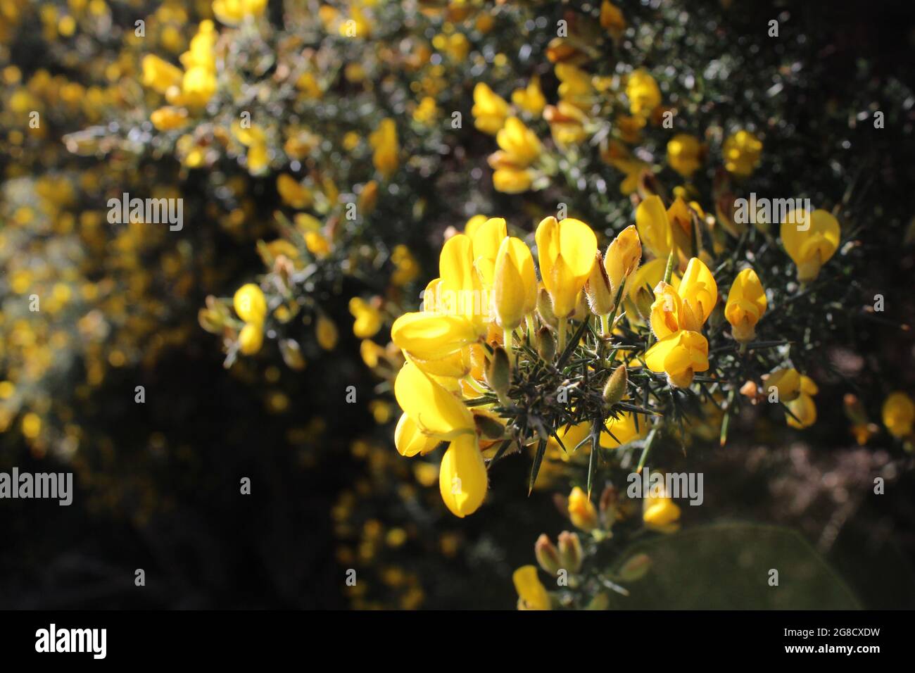 A Dark Green Shrub With Bright Yellow Flowers Creating Contrast With
