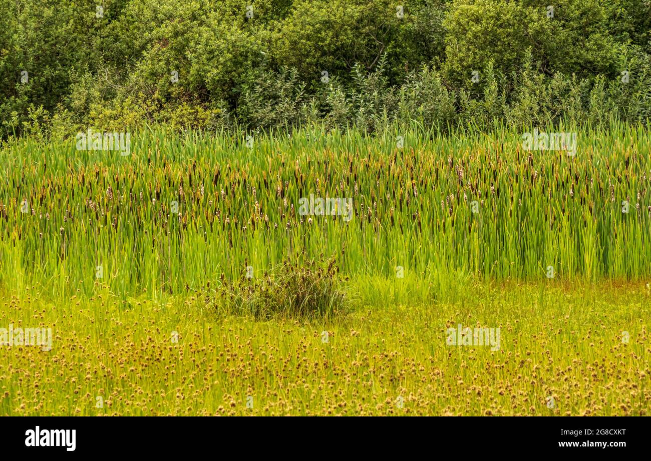 Bulrushes thrive in this wetland habitat in the Salmon River estuary, alongside various grasses and bird species. Stock Photo