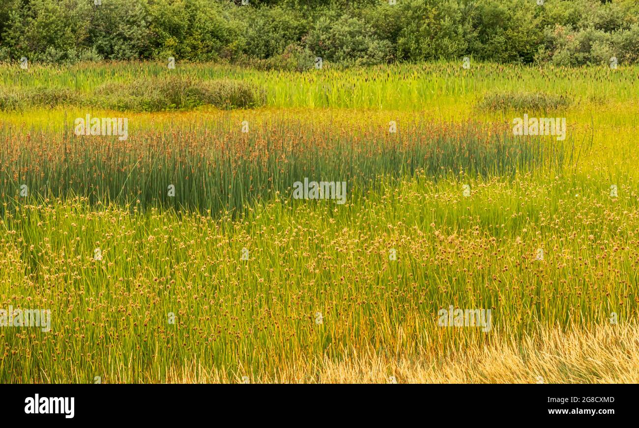 Wetland habitat with tall grasses, bulrushes, berry bushes and birds.  The Salmon River meets the Pacific and side channels create the wetland. Stock Photo