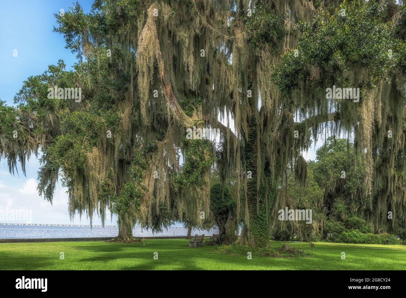 Lake Pontchartrain northshore, north shore lakefront park with Southern Live Oak trees and Spanish Moss, Mandeville, Louisiana, USA. Stock Photo