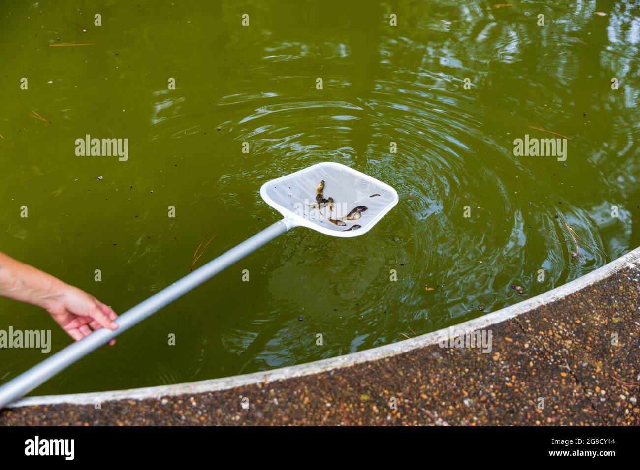 Scooping tadpoles from filthy swimming pool in disrepair Stock Photo